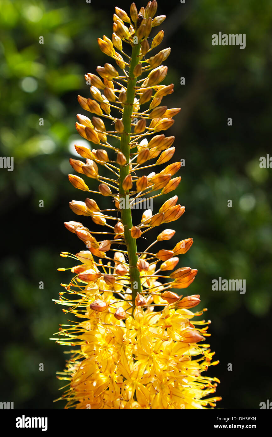 Foxtail lily Eremurus x isabellinus Cleopatra. Close view of spike of orange and copper coloured flowers. England West Sussex Stock Photo