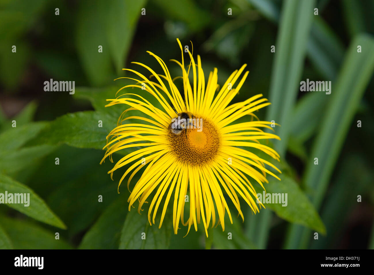 Inula. Bumble bee on yellow flower of Inula Hookeri. England, West Sussex, Chichester. Stock Photo