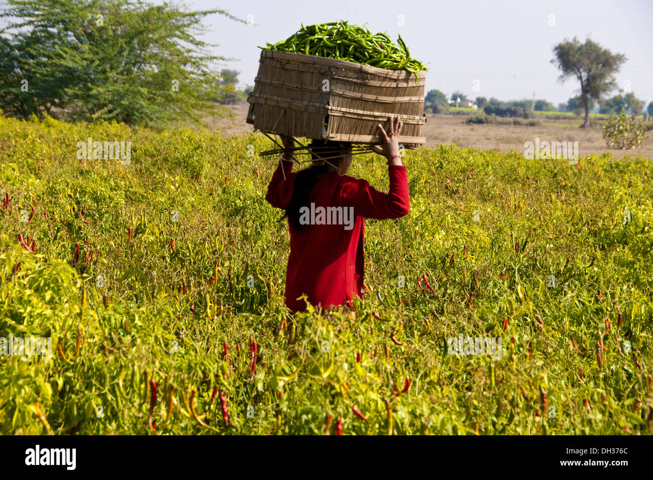 woman carrying basket in red chilli field Jodhpur Rajasthan India Stock Photo