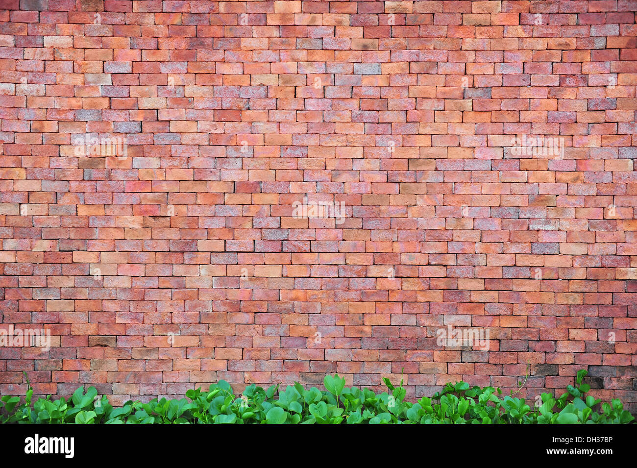 Brick walls and plants Stock Photo Alamy