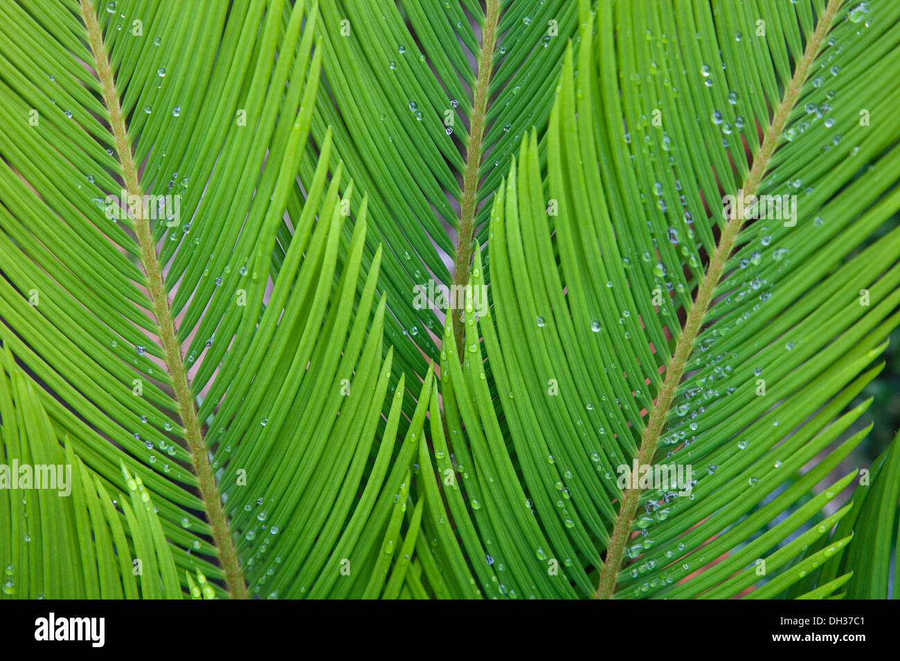 Sago palm, Cycas revoluta. Rain droplets on pinnate leaves of Sago Palm. Stock Photo