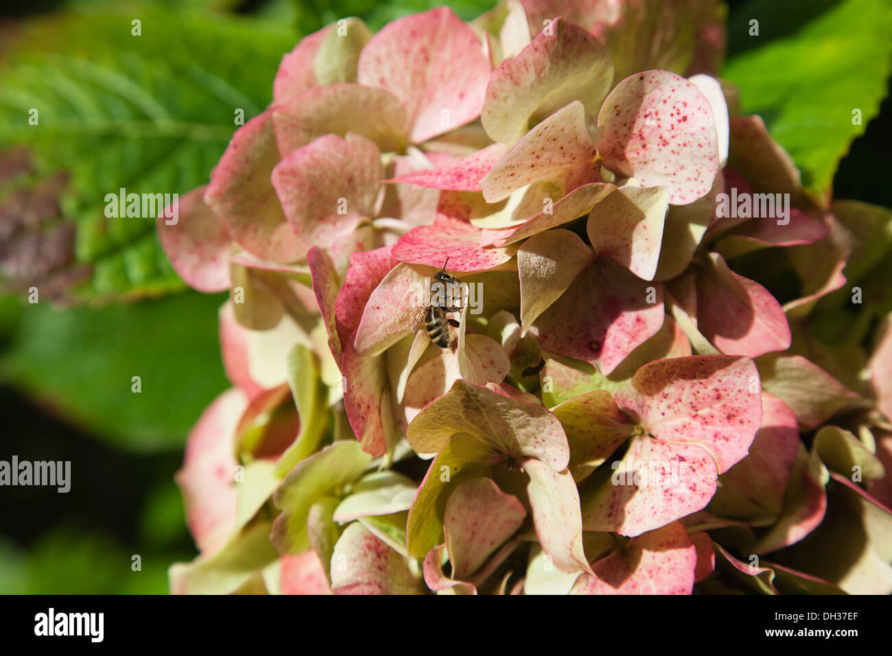 Hydrangea. Bee on cream and pink freckled Hydrangea flowers. Stock Photo