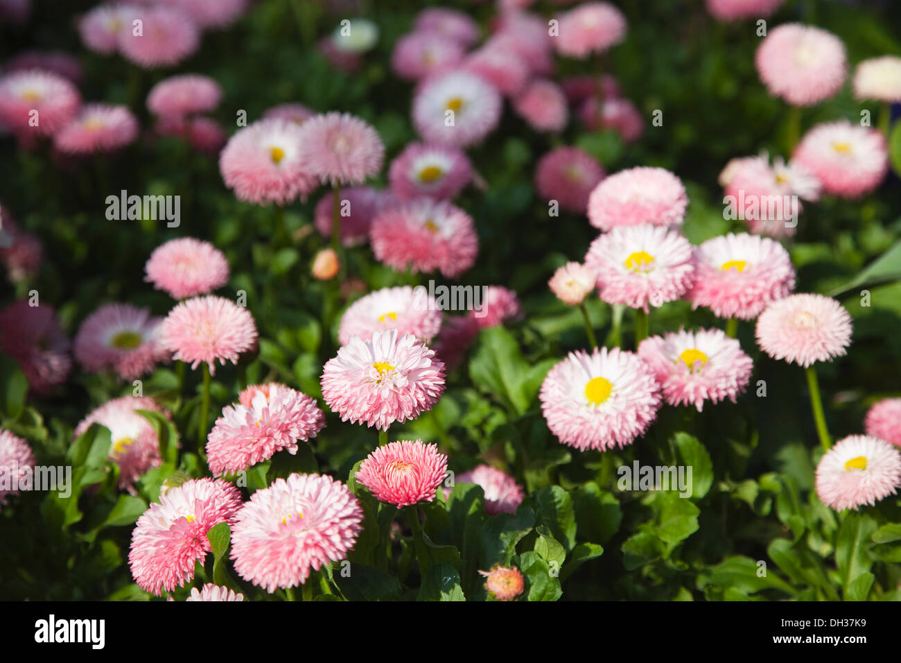 Daisy, Bellis perennis Tasso series. Pink double flower heads of perennial daisy carpeting area in public garden. Stock Photo