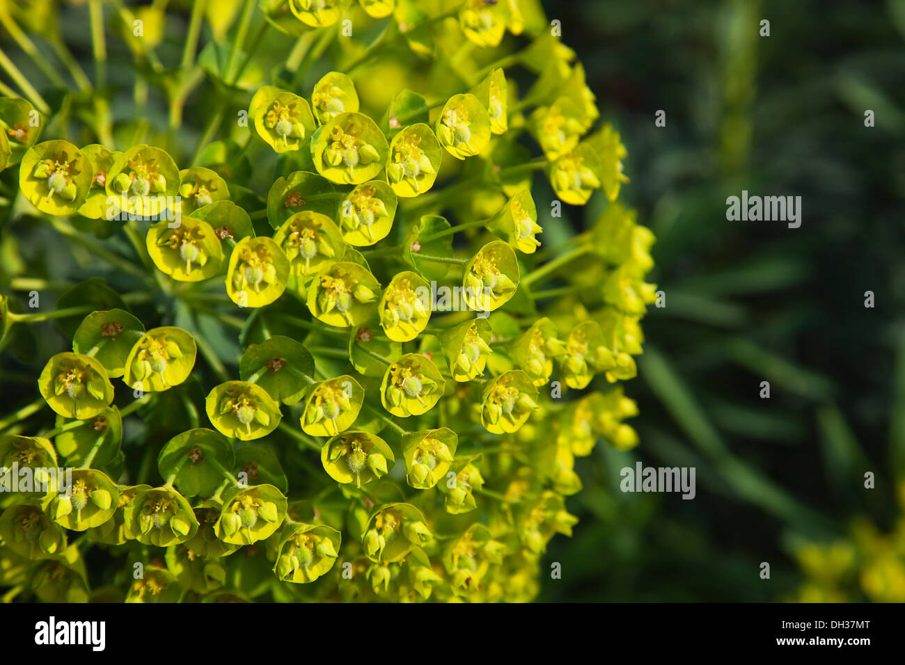 Spurge Euphorbia characias wulfenii. Close cropped large rounded head of small greenish yellow flowers held within cupped Stock Photo