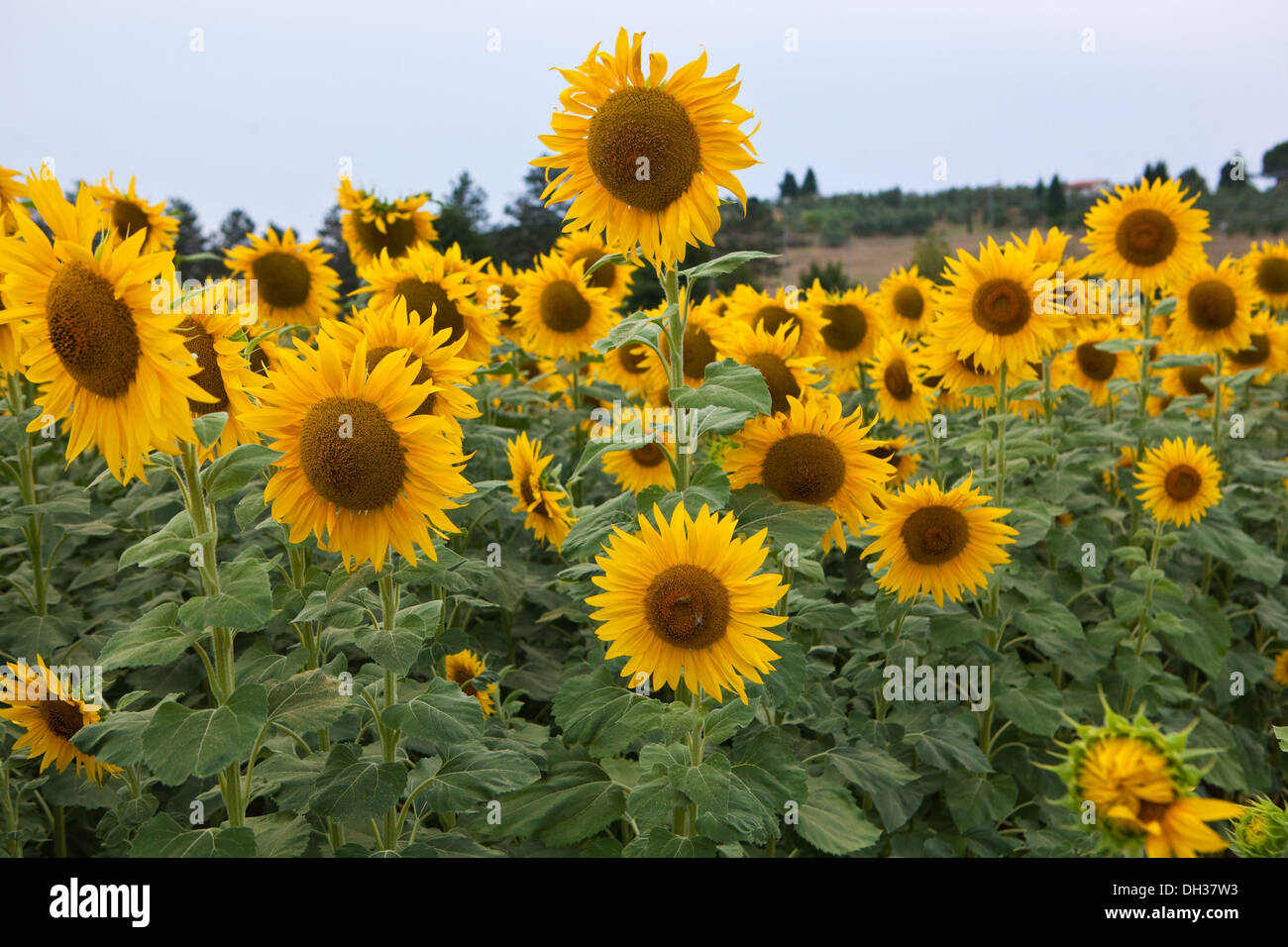 A field of sunflowers growing in the sun in Tuscany Stock Photo - Alamy