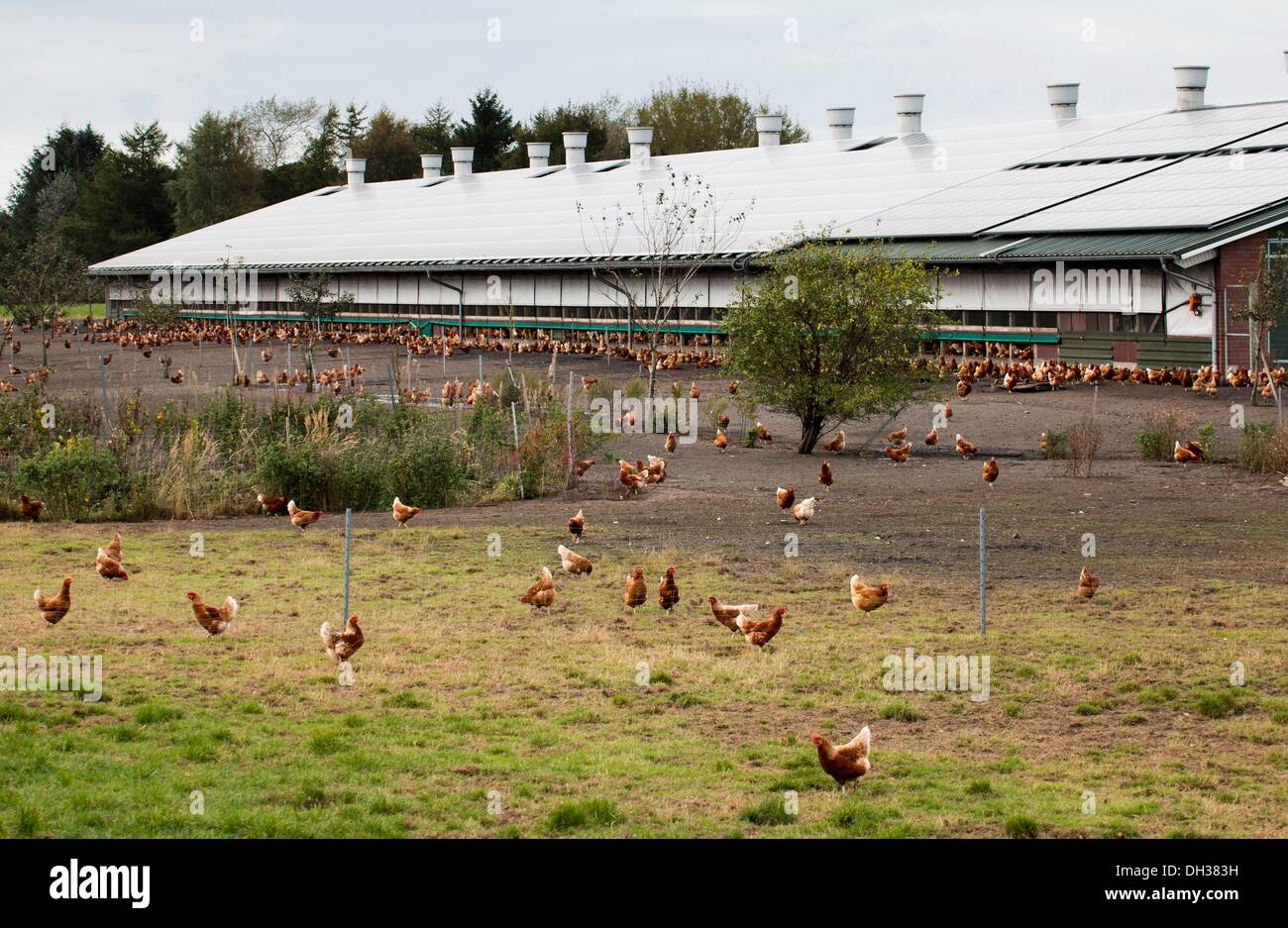 Free Range Chicken Farm Stock Photo Alamy