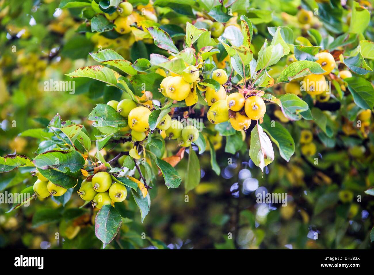 Wild Apples Stock Photo Alamy