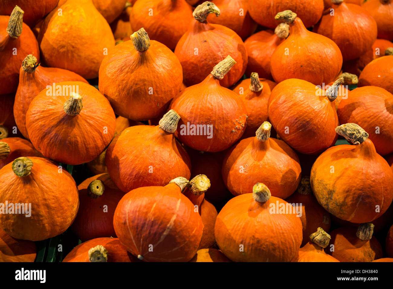 Hokkaido kurbis hi-res stock photography and images - Alamy