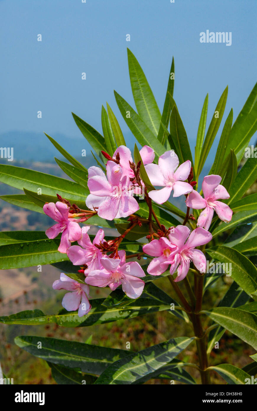 Frangipani. Pink flowers and lance shaped leaves of Plumeria rubra growing in Phrao, Chiang Mai, Thailand. Stock Photo