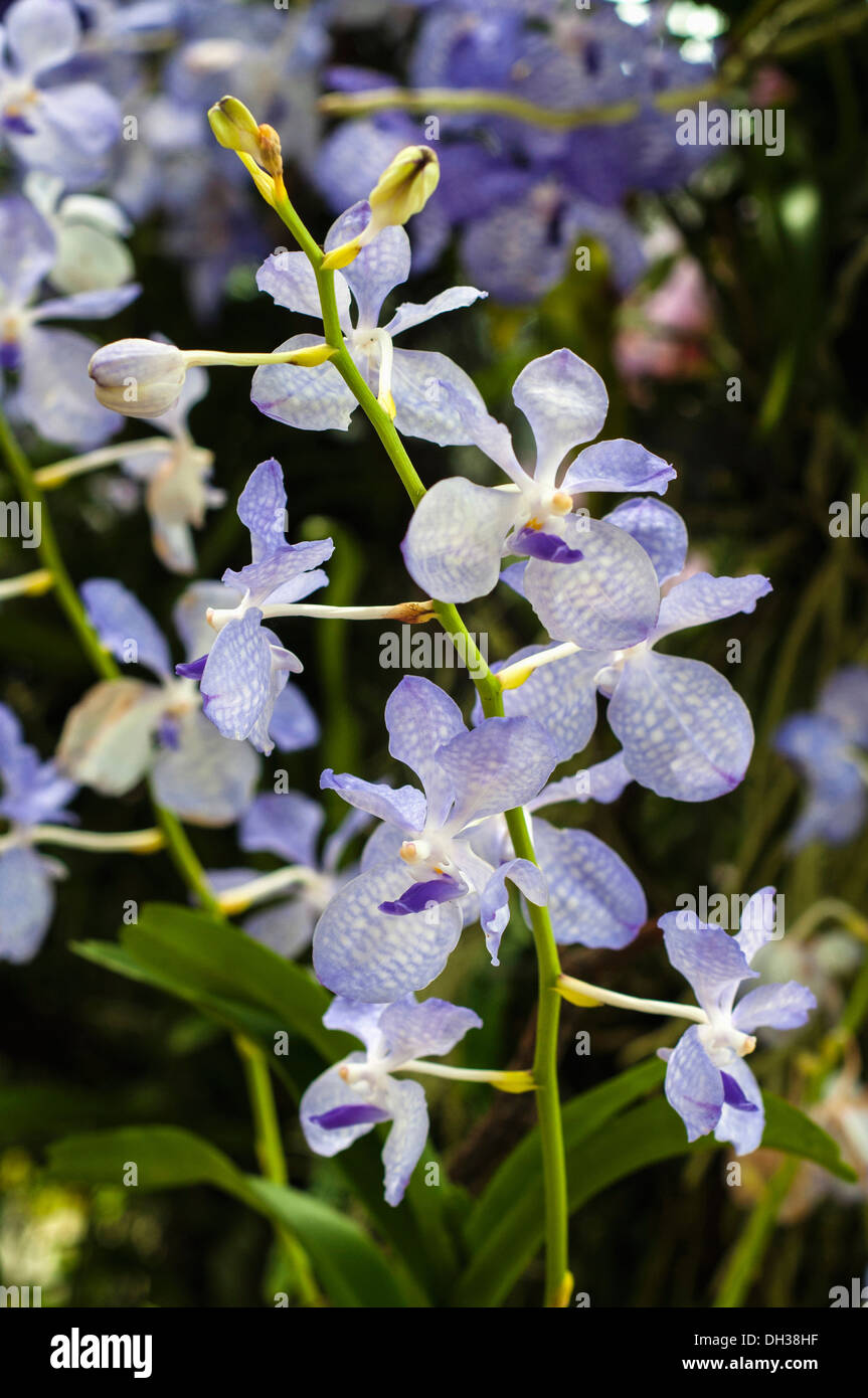 Orchid, Blue vanda with pale blue petals marked with checkerboard pattern at the 2011 Orchid Festival in Chiang Mai, Thailand. Stock Photo