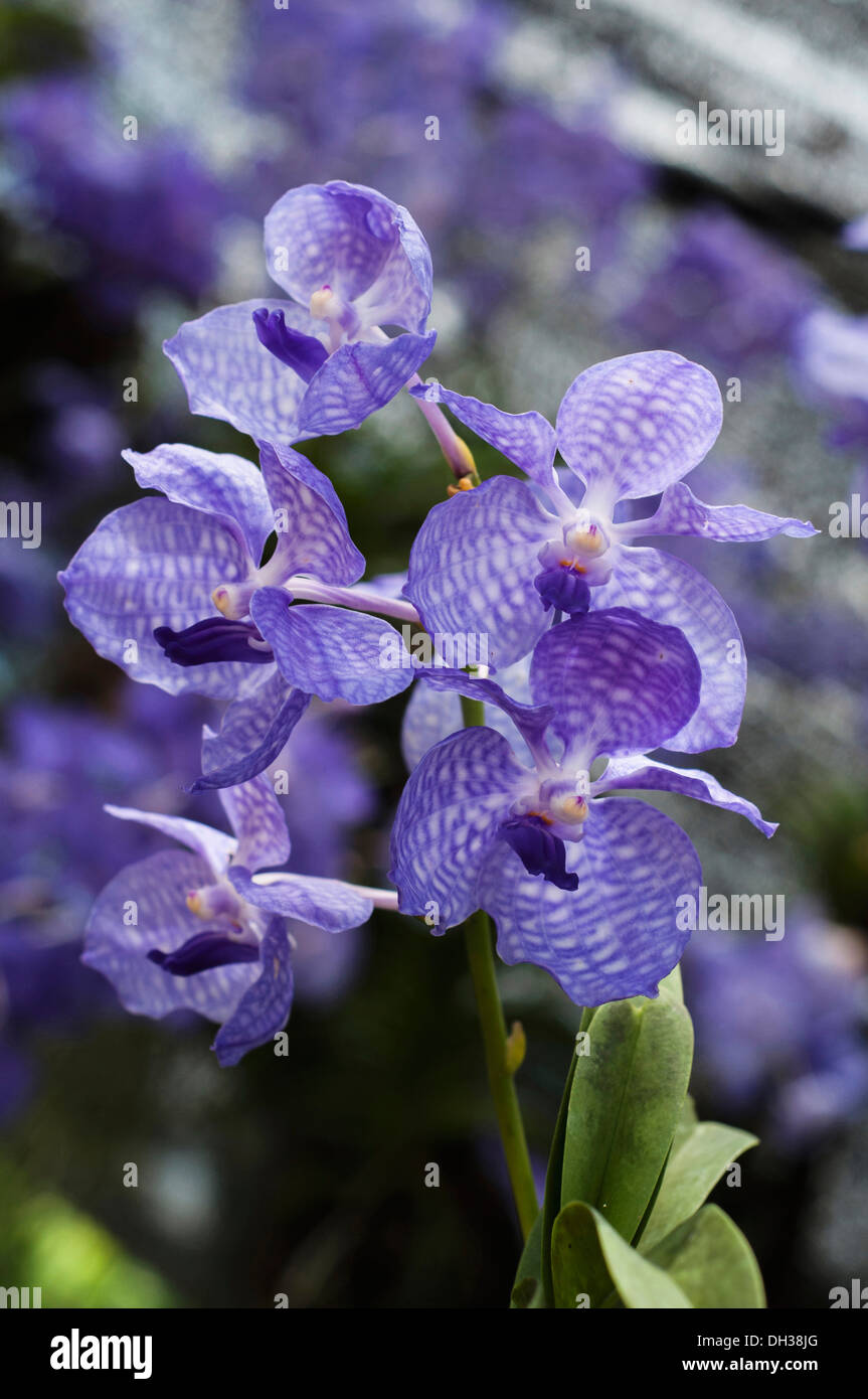 Orchid, Blue vanda with pale blue petals marked with checkerboard pattern at the 2011 Orchid Festival in Chiang Mai, Thailand. Stock Photo