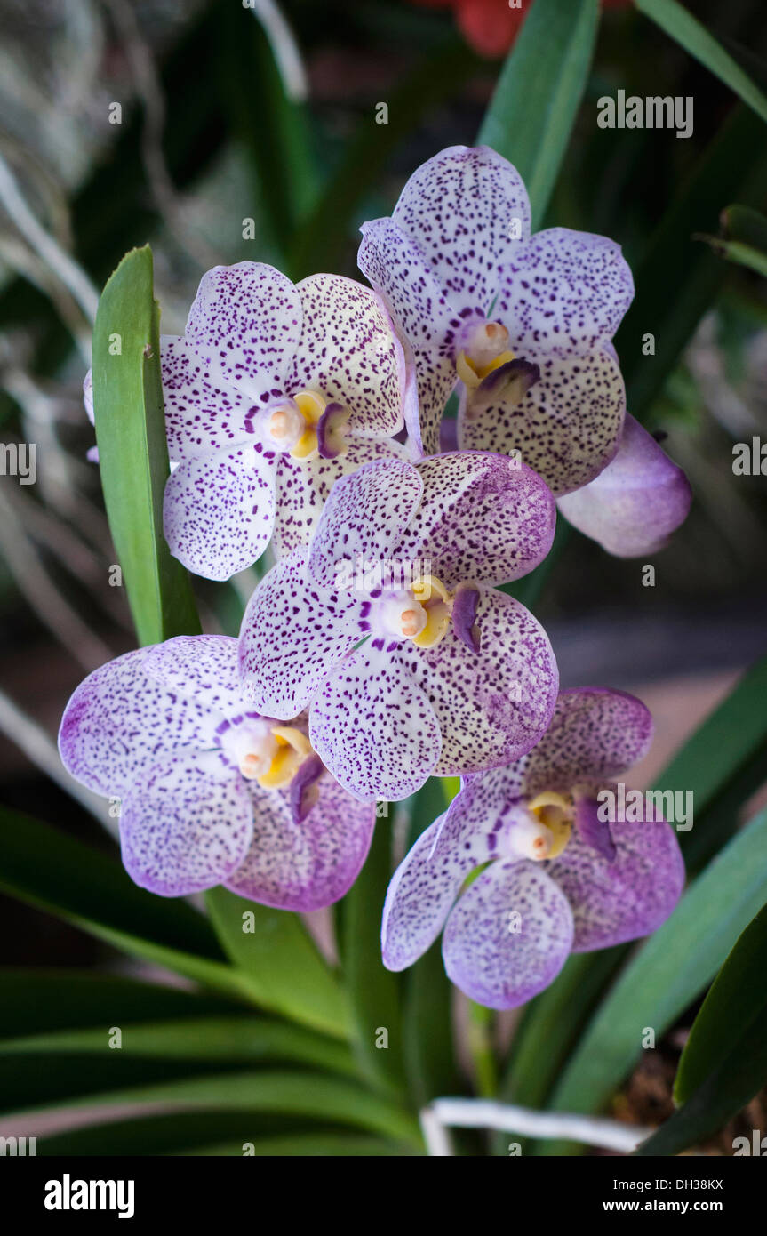 Orchid. Vanda coerulea hybrid at the 2011 Orchid Festival in Chiang Mai Thailand. Cluster of flowers with purple spotted petals. Stock Photo