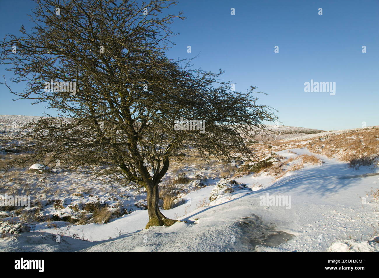 A lonely hawthorn tree in a snowy moorland landscape, near Postbridge, in Dartmoor National Park, Devon, Great Britain. Stock Photo
