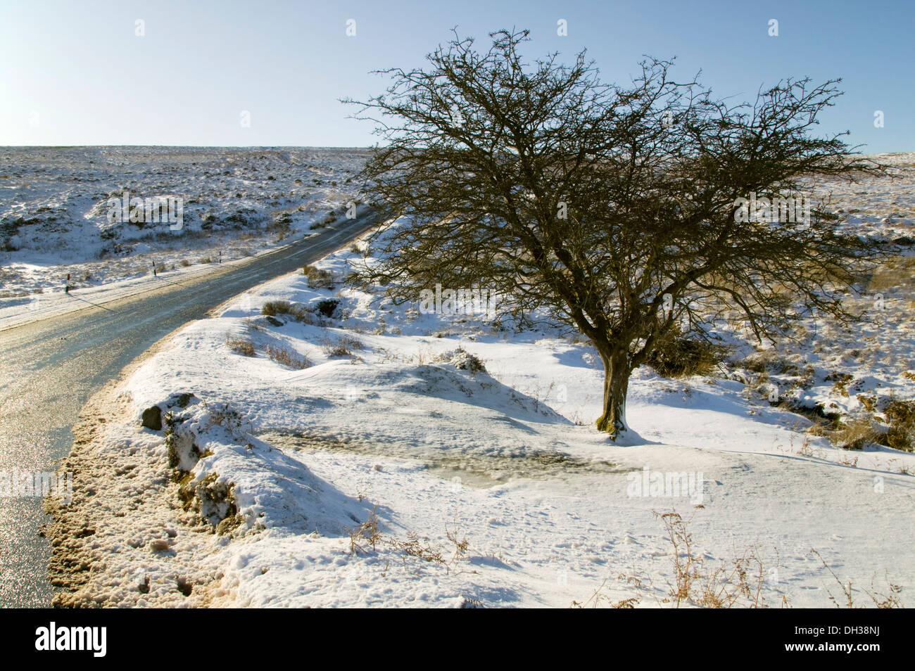 A skeletal tree stands beside a moorland road in heavy snow, near Postbridge, Dartmoor National Park, Devon, Great Britain. Stock Photo