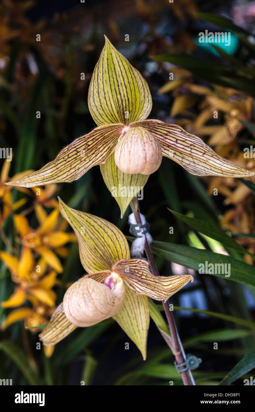 Orchid, Spider orchid Paphiopedilum Harold Koopowitz at the 2011 Orchid Festival in Chiang Mai, Thailand. Stock Photo