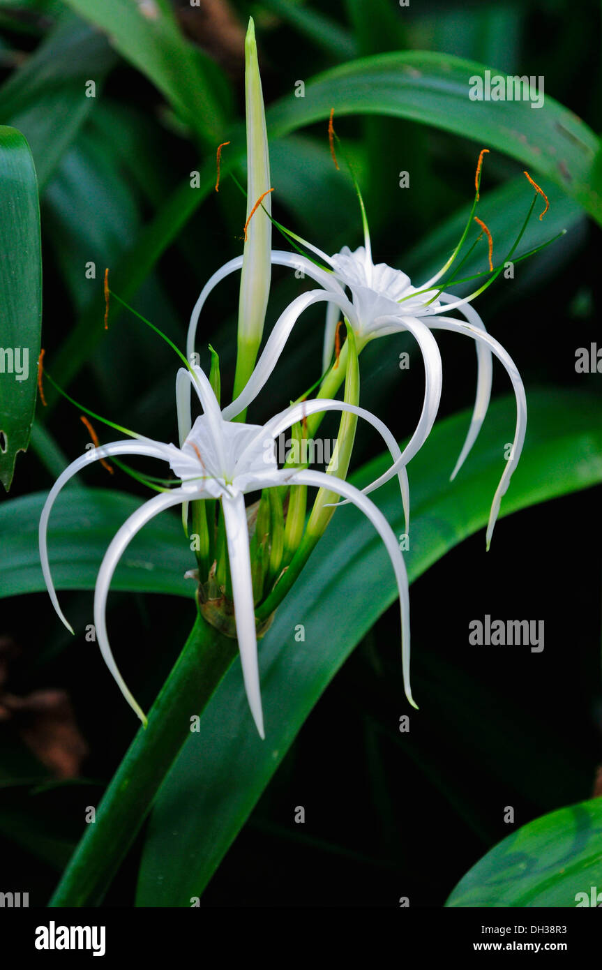 Spider lily Crinum asiaticum Amaryllidaceae. White flower with narrow re-curved petals at the 2009 Flower Festival in Chiang Stock Photo
