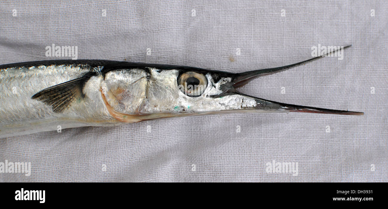 Belone belone hi-res stock photography and images - Alamy