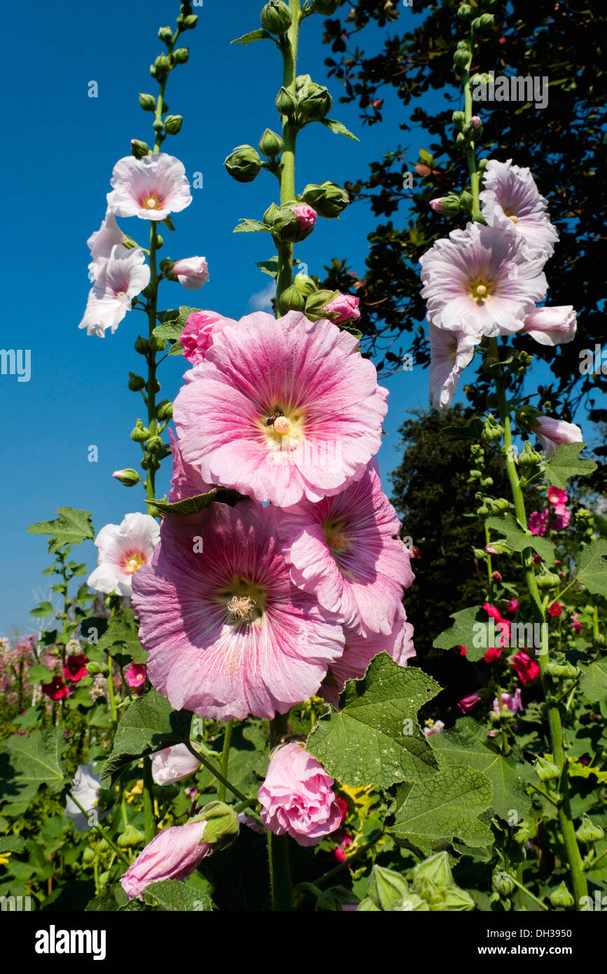 Hollyhock, Alcea rosea. Flower spikes with pink flowers against blue ...