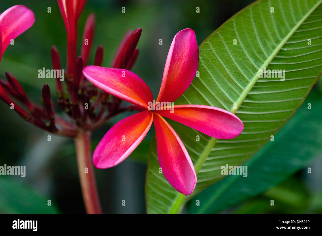 Frangipani, Plumeria rubrae flower in Phrao, Chiang Mai, Thailand Stock