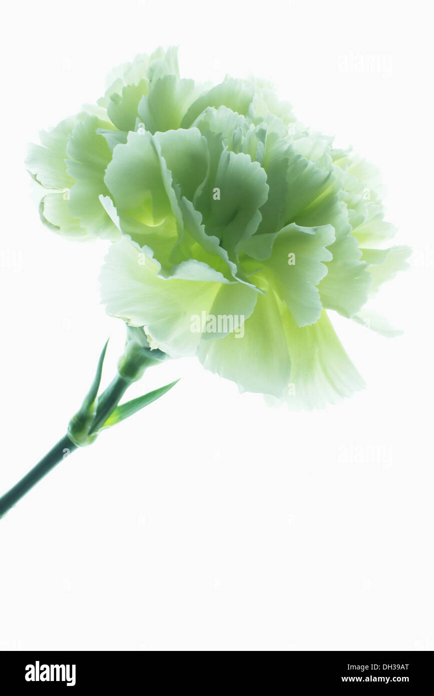 Carnation Dianthus caryophyllus CFPC Jade. Studio shot of individual flower head photographed on lightbox with detailed petal Stock Photo