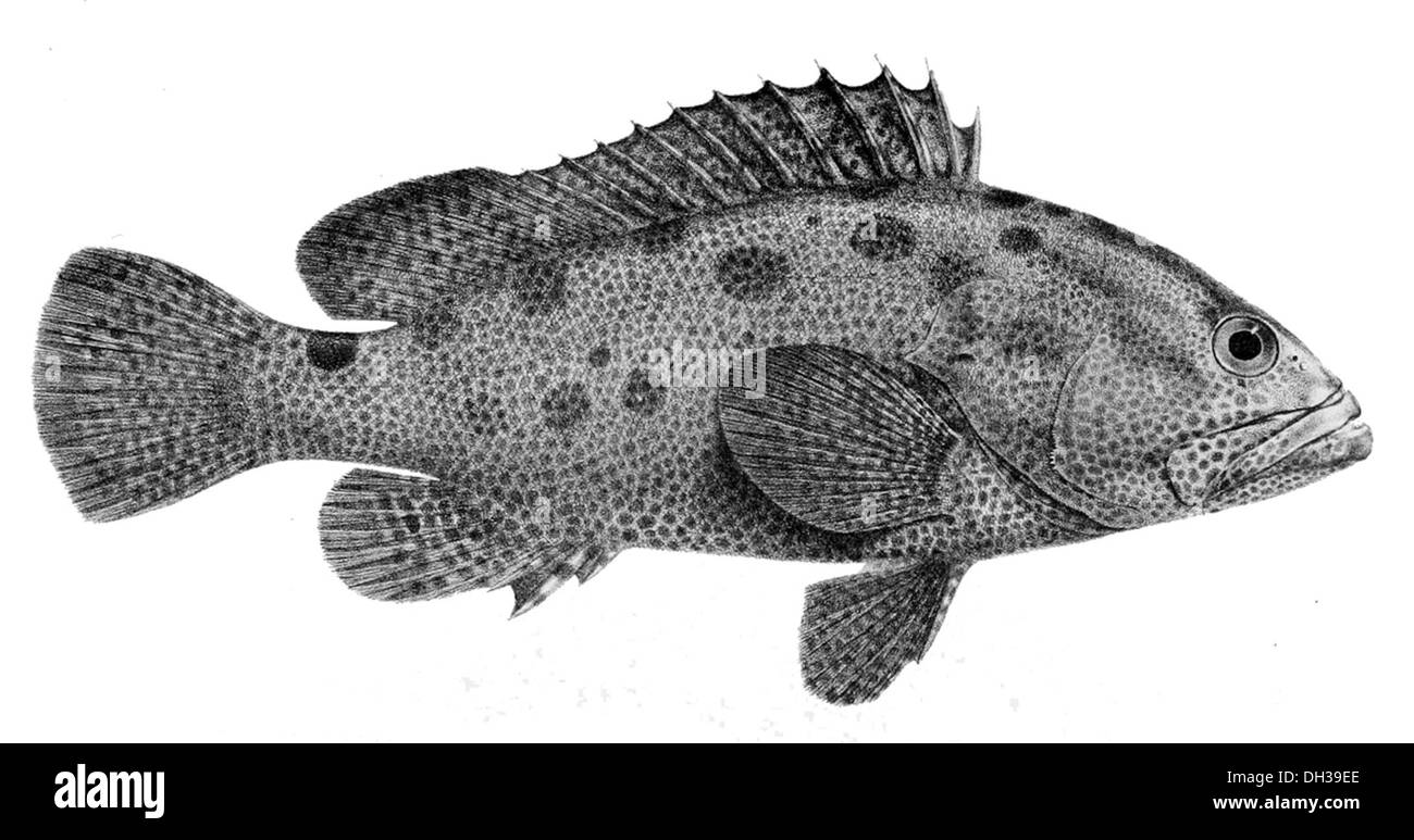 Epinephelus polyphekadion 866 Stock Photo