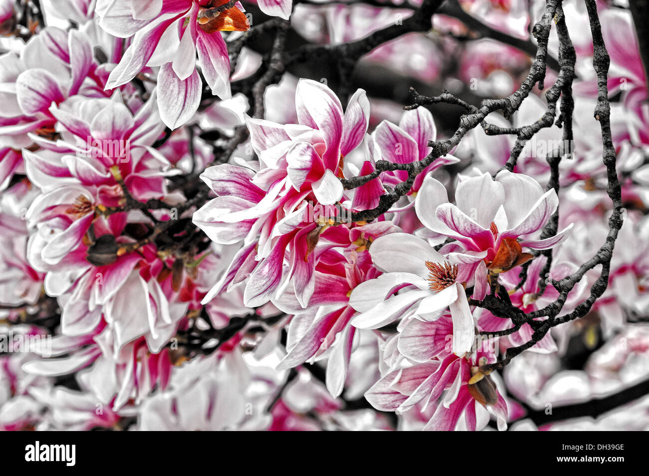 Magnolia petals Stock Photo