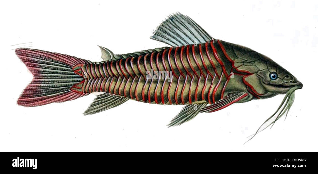 Armored fish hi-res stock photography and images - Alamy