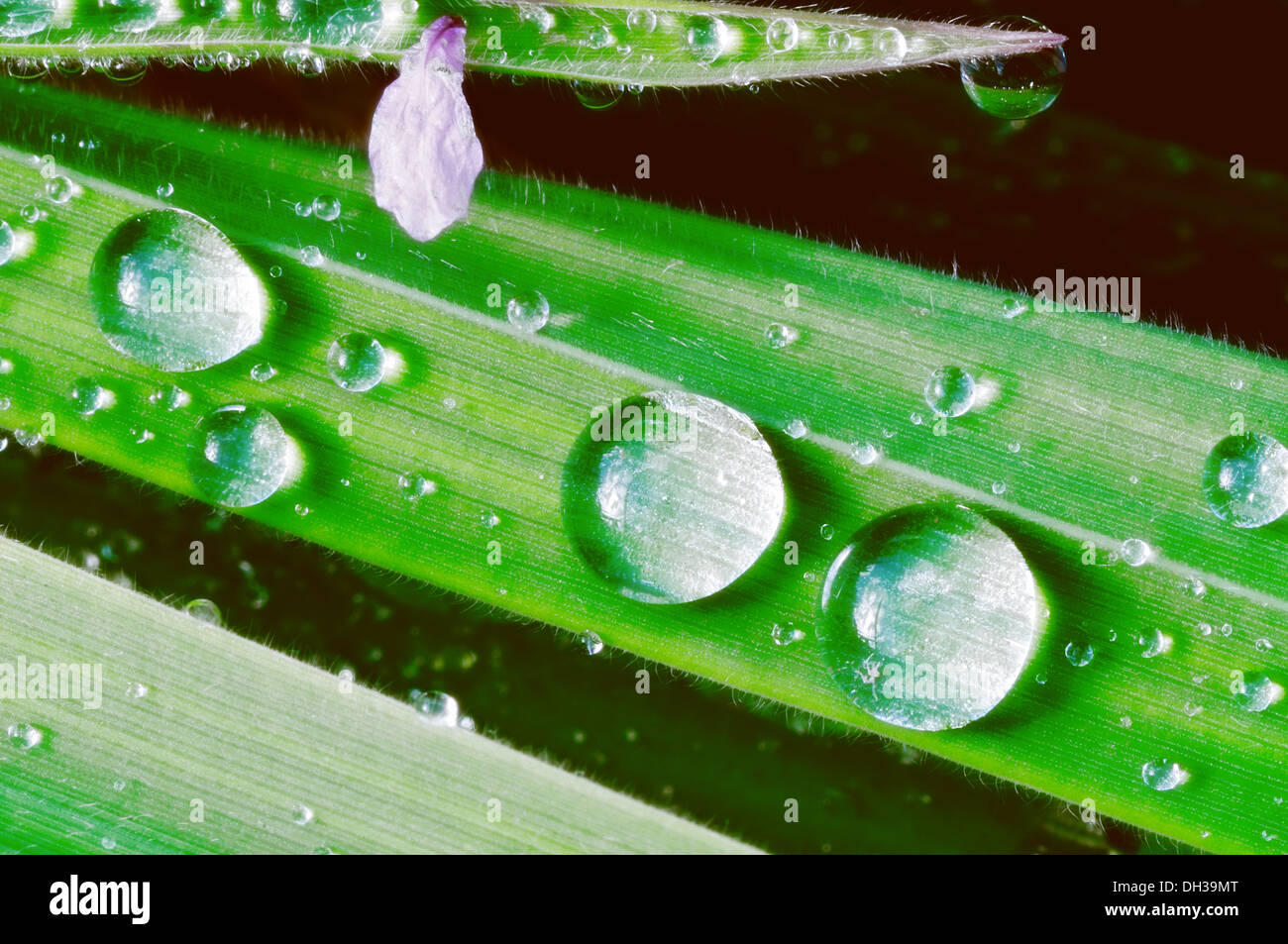 Water beads green Stock Photo