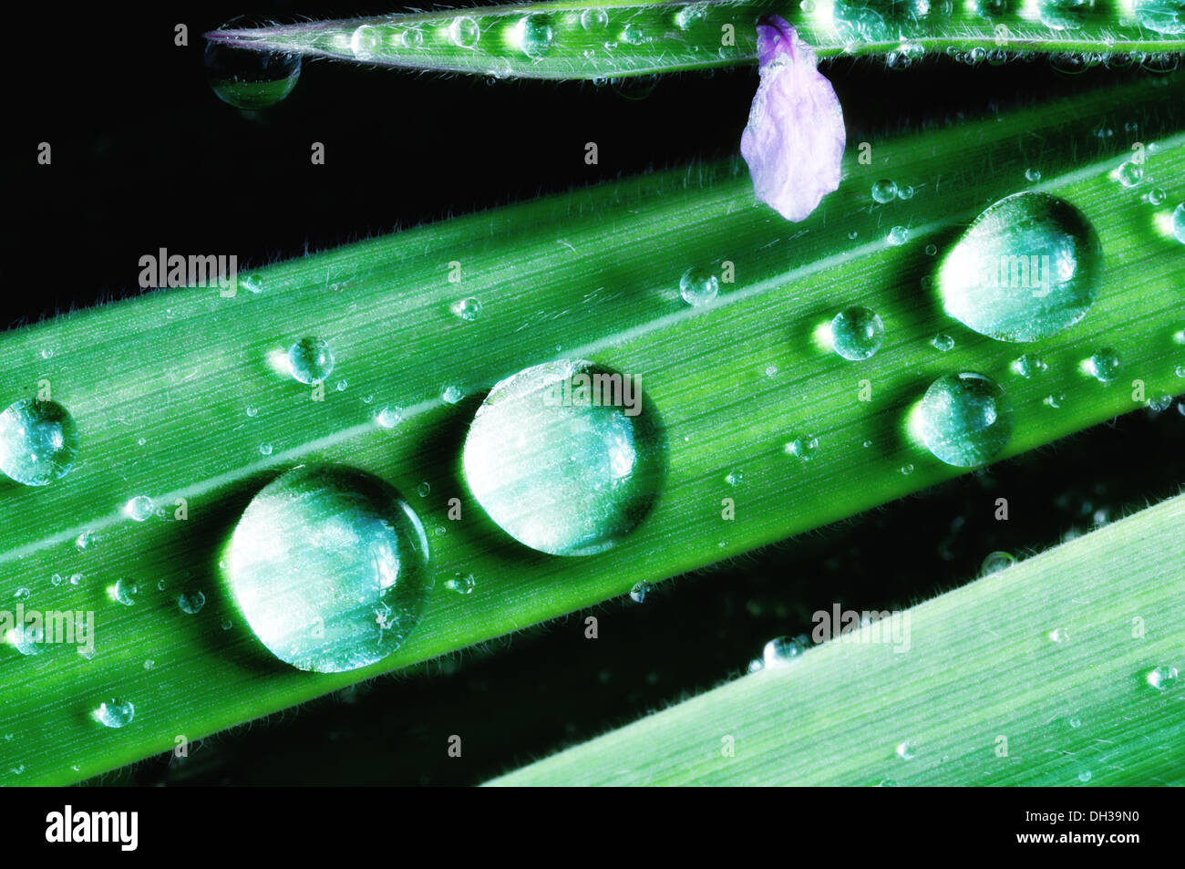 Soft beads on the blade of grass Stock Photo