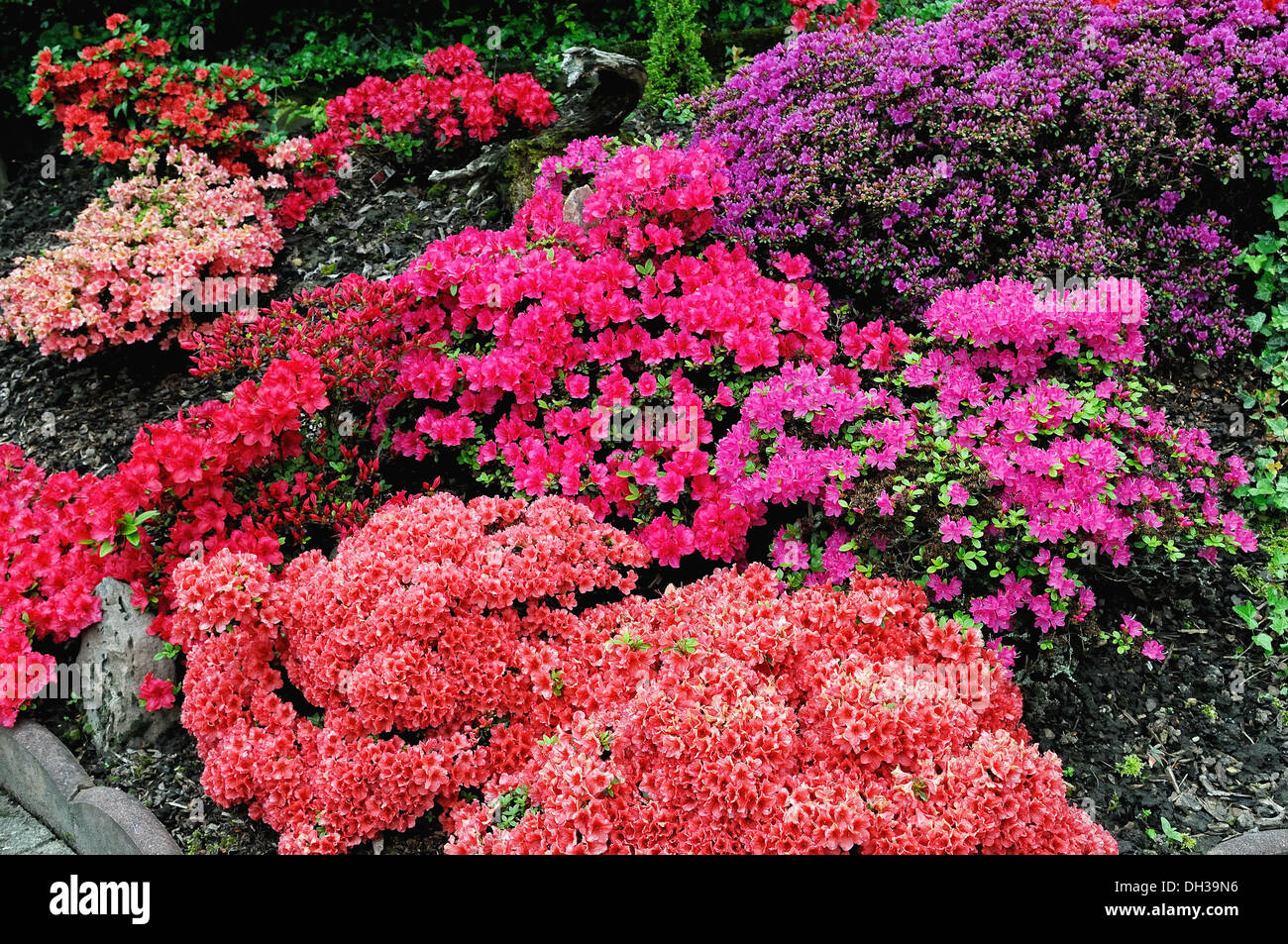 different colored rhododendron Stock Photo