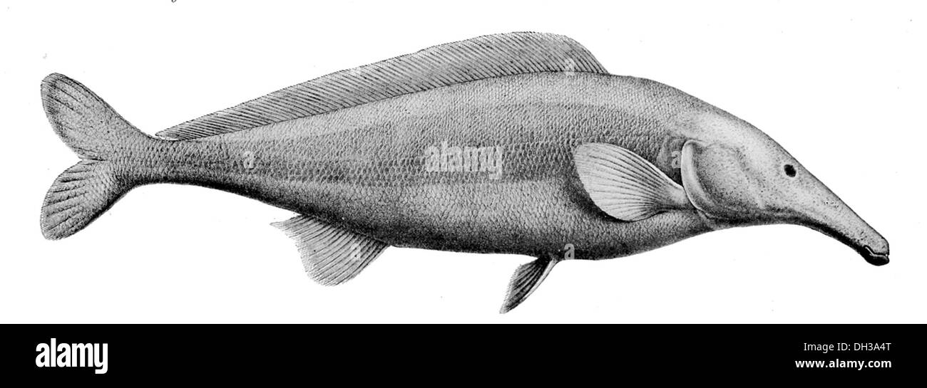 Mormyrus rume proboscirostris, a species of elephantfish, is found in rivers of West and Central Africa. It is characterized by its long, trunk-like snout and is known for its electrical capabilities, used for navigation and hunting. Stock Photo