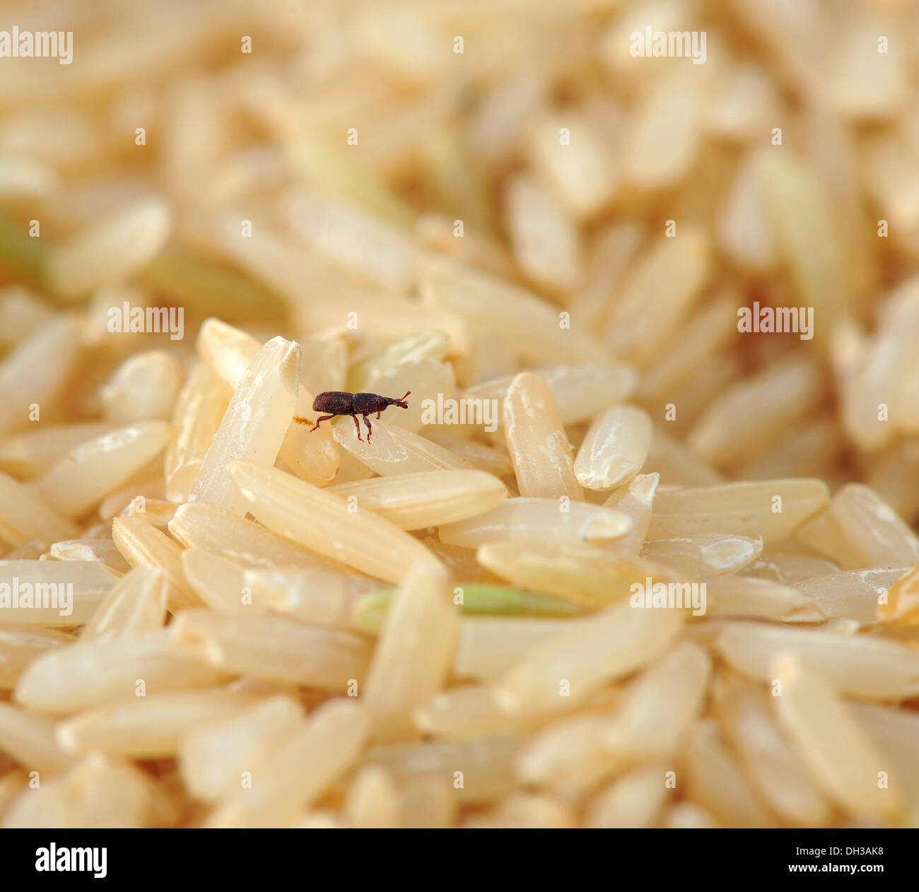 weevil in rice Stock Photo Alamy