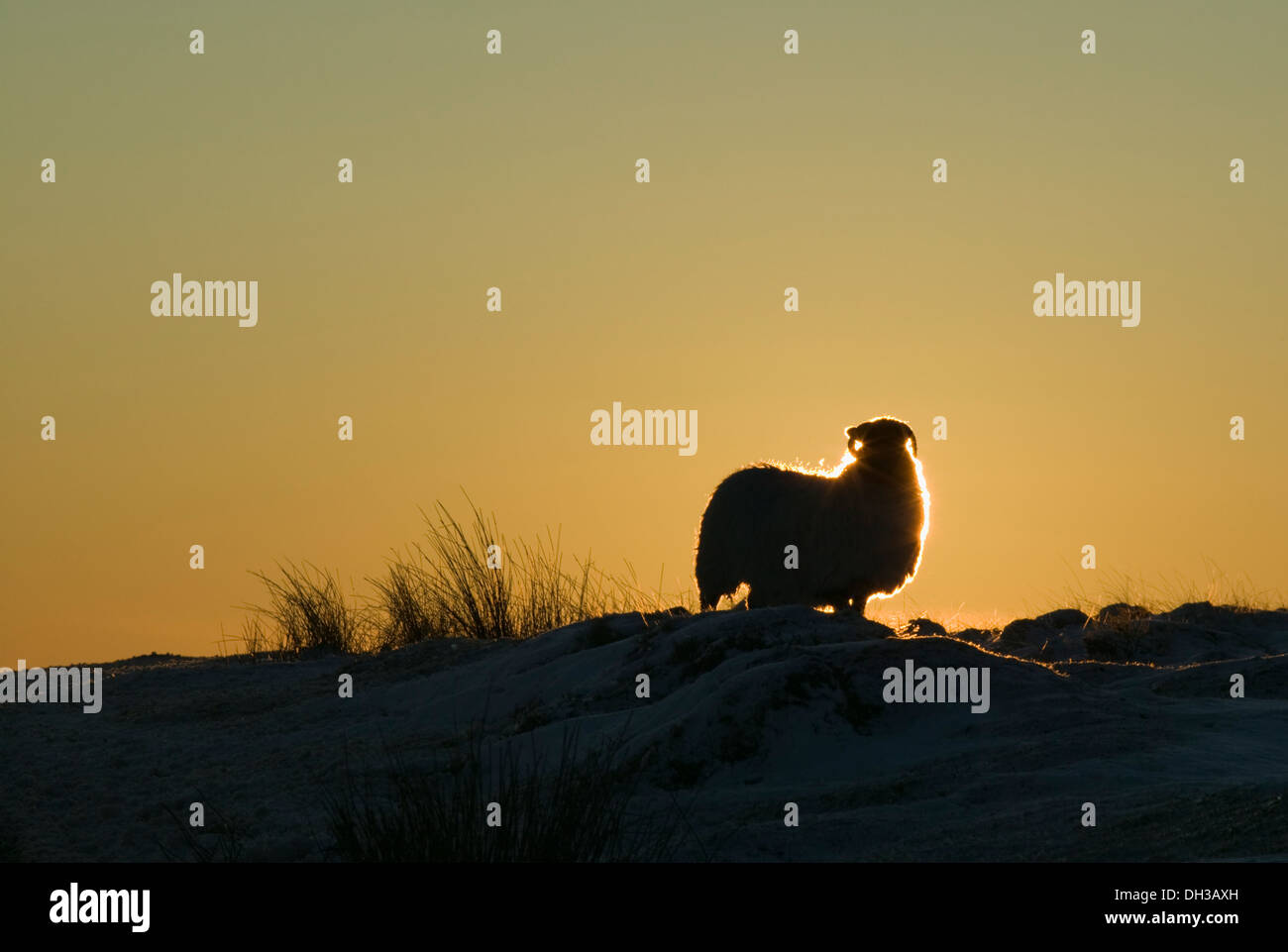 A sheep silhouetted by the setting sun, in snowy conditions near Postbridge, Dartmoor National Park, Devon, Great Britain. Stock Photo