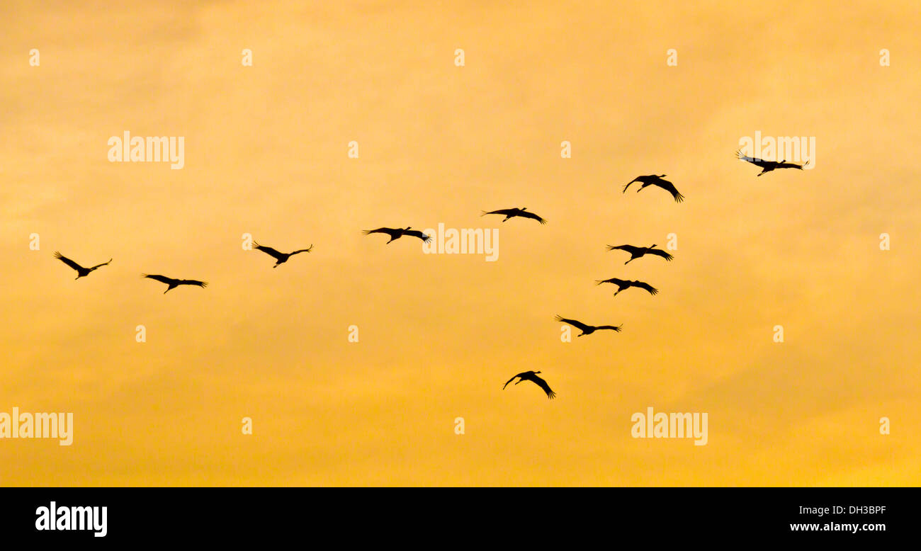 Bird migration of crane Stock Photo