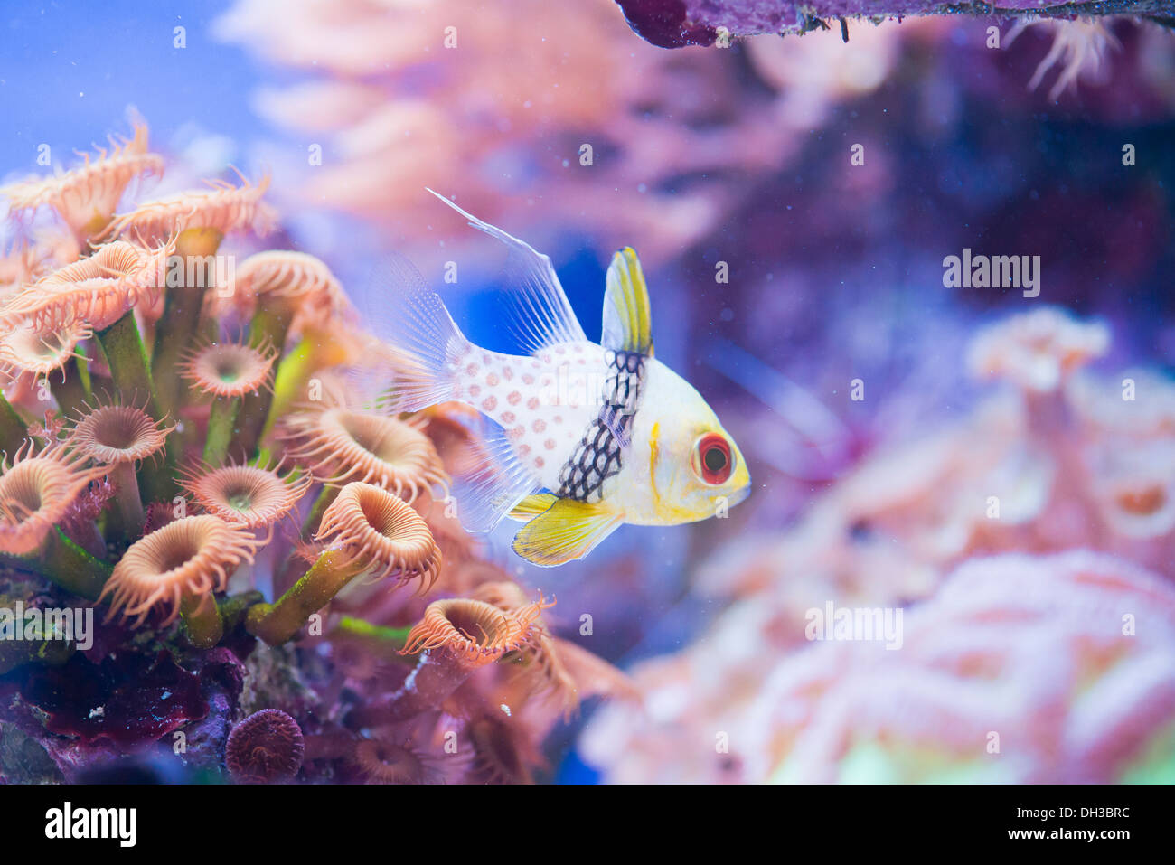 Sphaeramia nematoptera - colorful sea fish Stock Photo