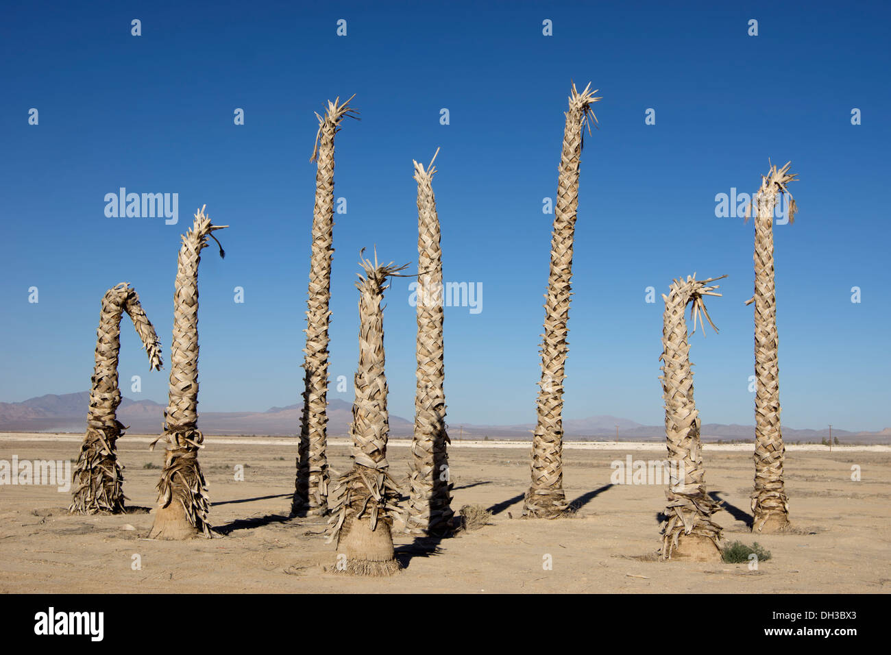 Trunks of dead palm trees in Southeast California, USA Stock Photo Alamy
