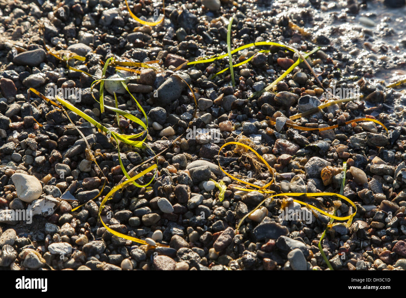 Common eelgrass (Zostera marina) Stock Photo