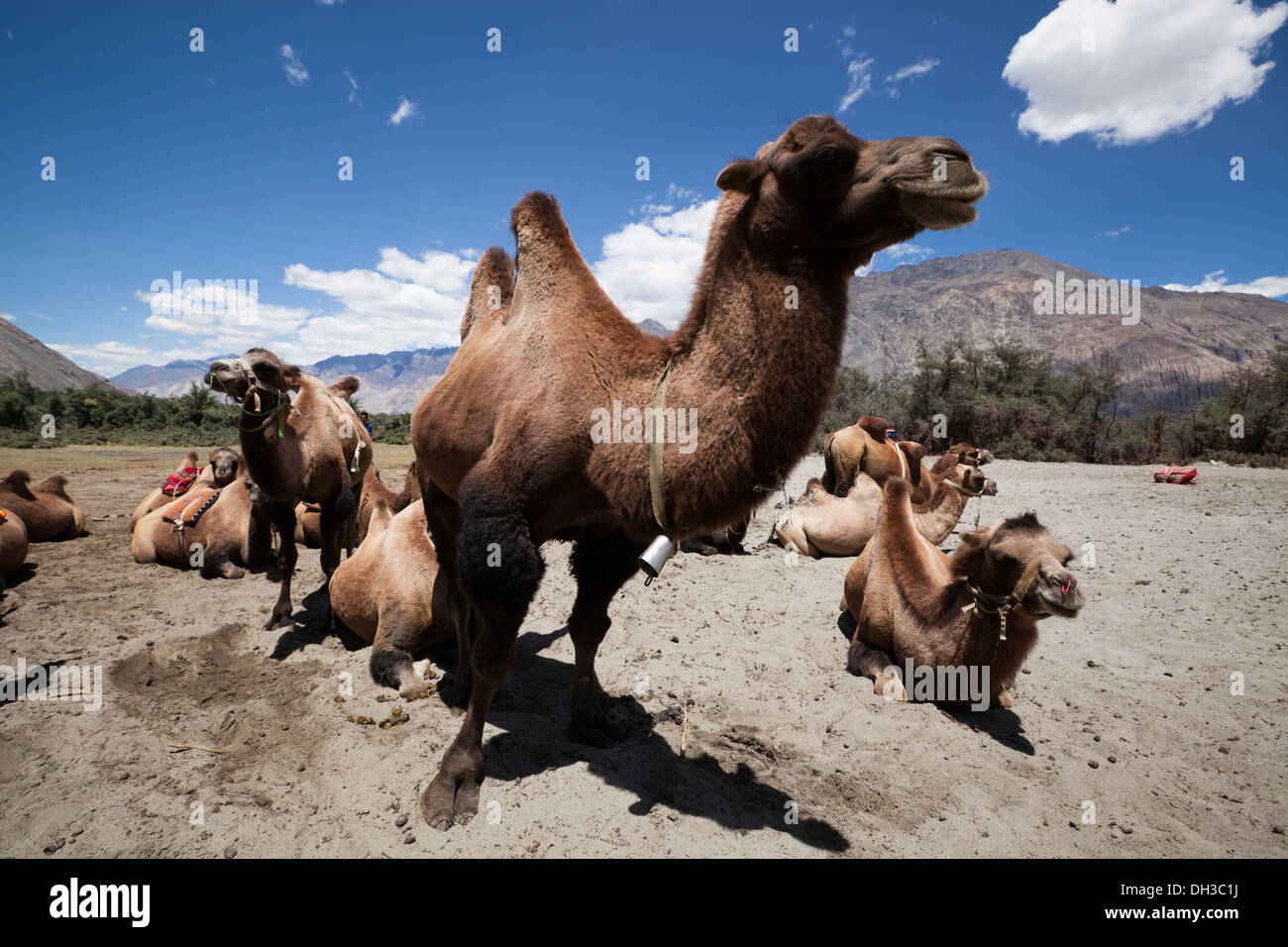 Two humped Bactrian camels, Hunder, Nubrah Valley, Ladakh, Northern India Stock Photo