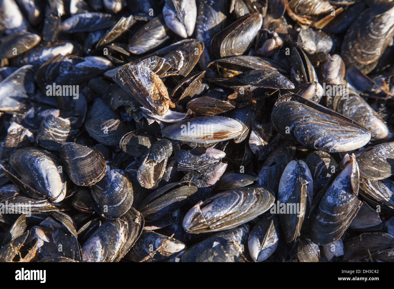 Mussel (Mytilus) Stock Photo
