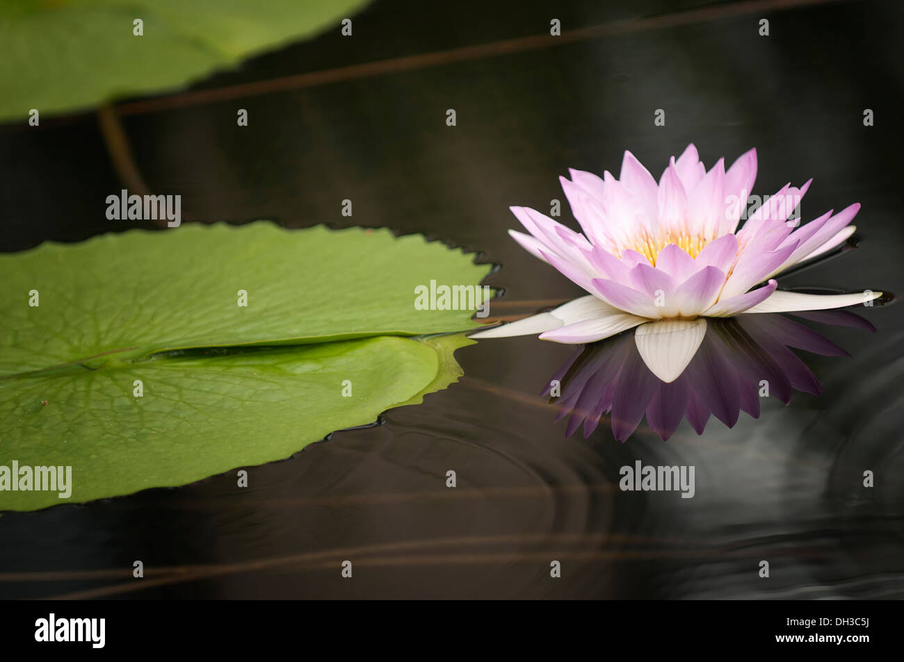 Water lily, Nymphaea. Single pink flower and lily pad reflected in water surface. Stock Photo