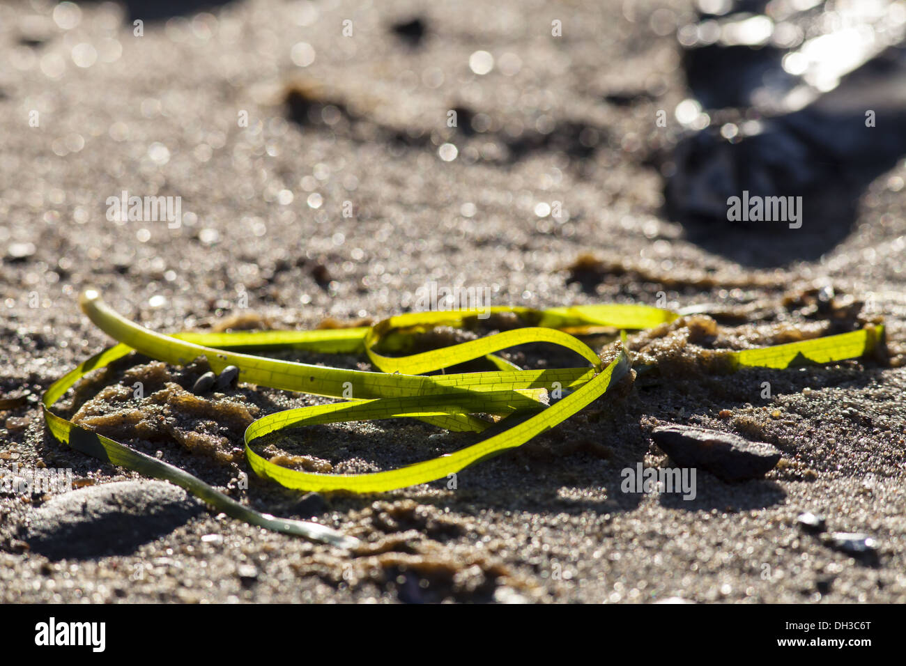 Common eelgrass (Zostera marina) Stock Photo