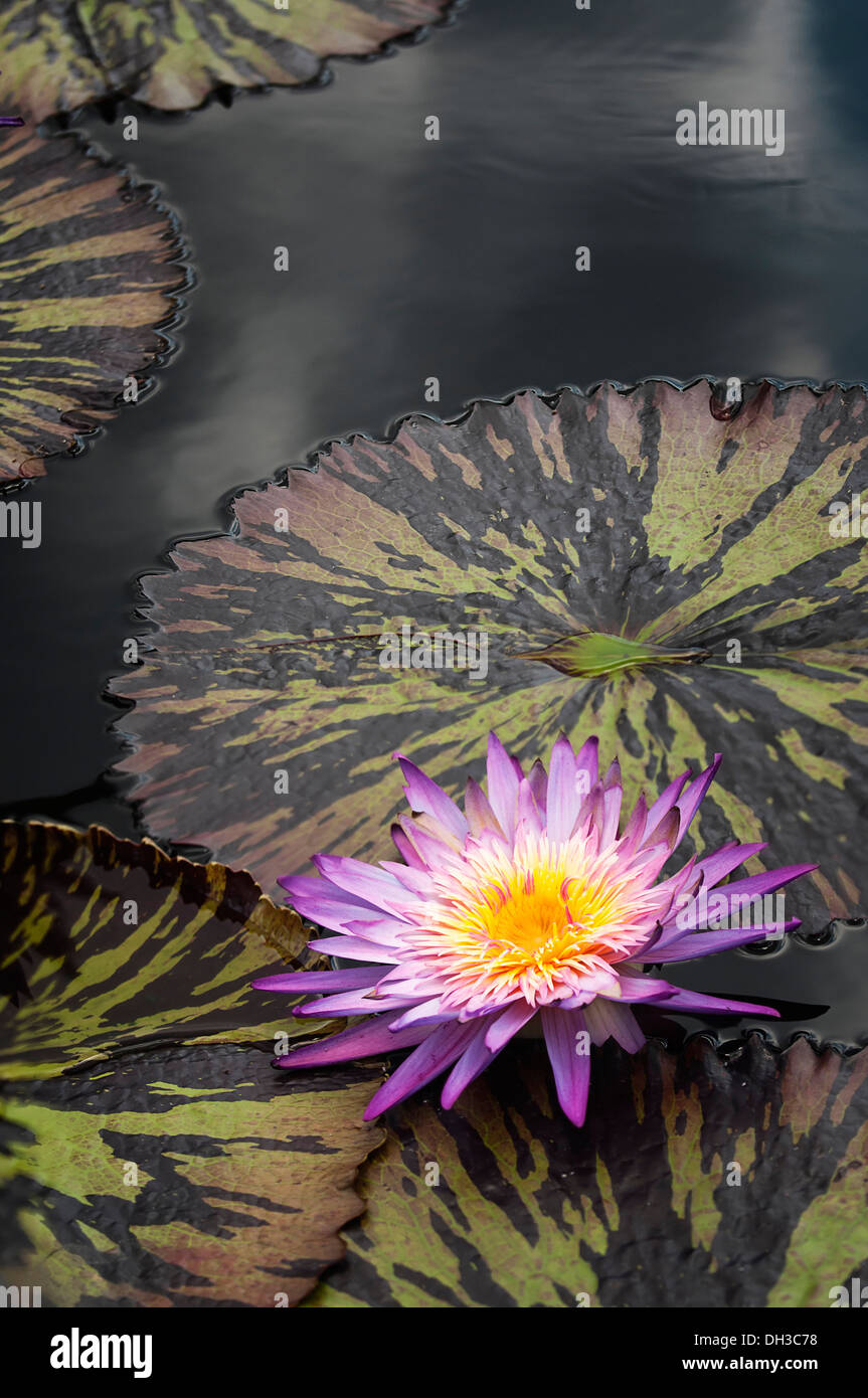 Water lily, Nymphaea Foxfire. Large, single flower with purple petals
