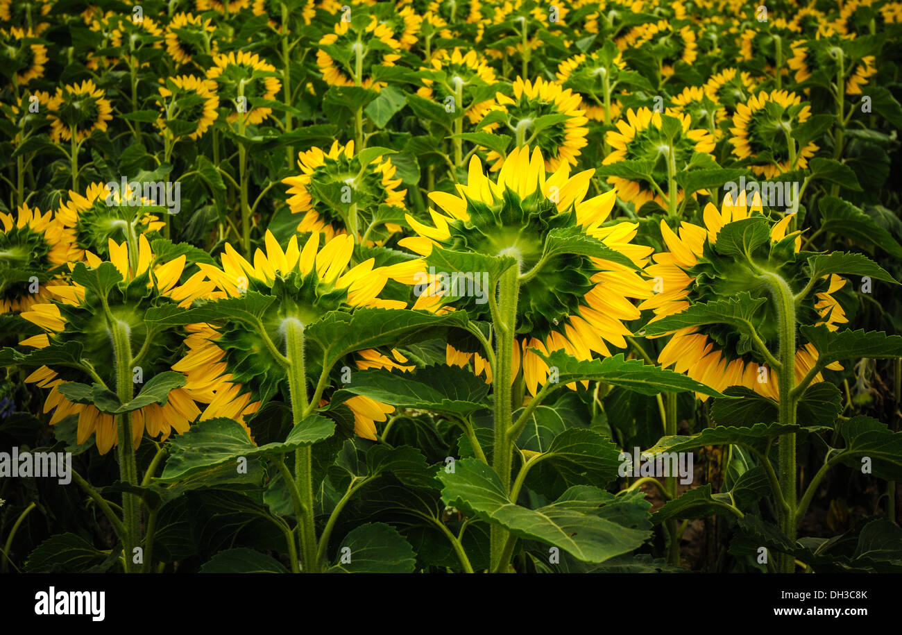 Sunflowers in bloom, Safari Road, Ontario,Canada Stock Photo Alamy