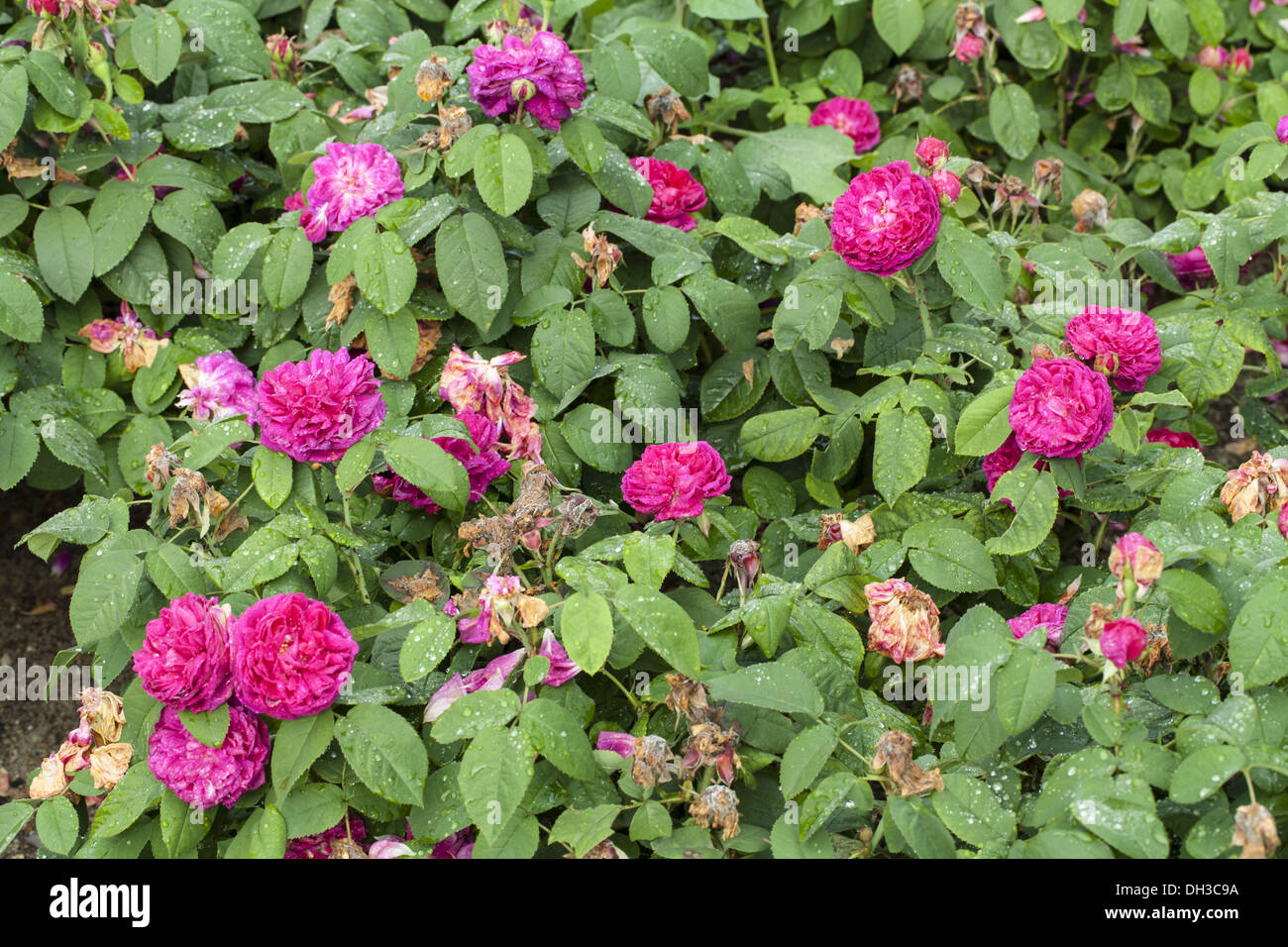 Rose (Rosa) rose de resht Stock Photo - Alamy