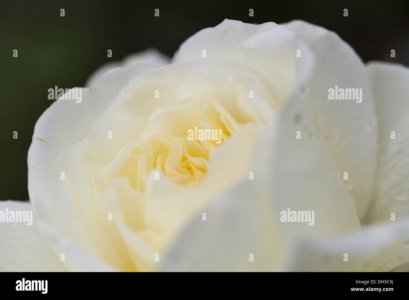Rosiden rose hi-res stock photography and images - Alamy