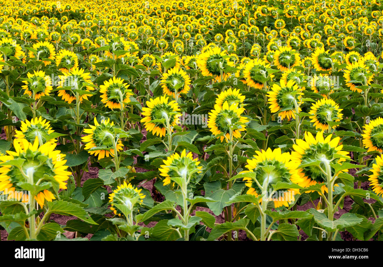 Sunflowers in bloom, Safari Road, Ontario,Canada Stock Photo Alamy