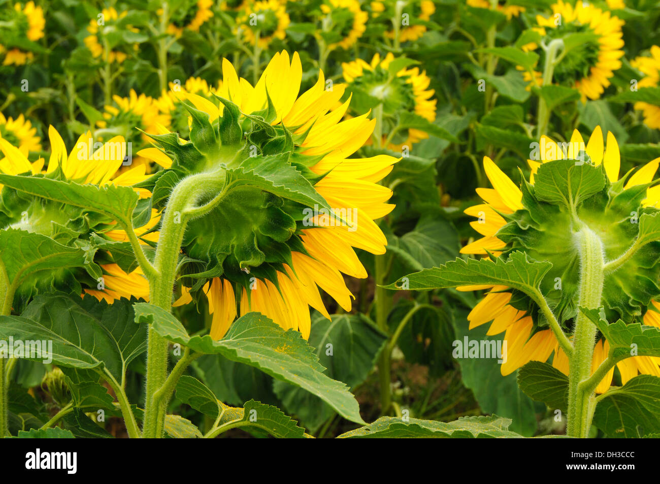 Sunflowers in bloom, Safari Road, Ontario,Canada Stock Photo Alamy