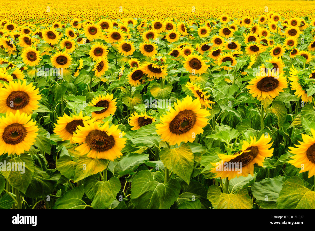 Sunflowers in bloom, Safari Road, Ontario,Canada Stock Photo Alamy