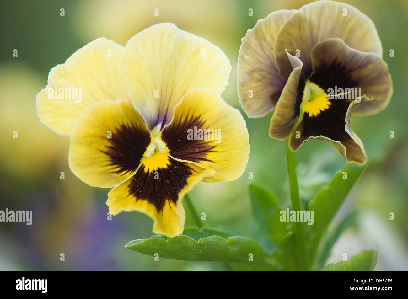 Pansy, Viola x wittrockiana. Two flowers in muted colours of yellow and brown with black and yellow at centre. Stock Photo