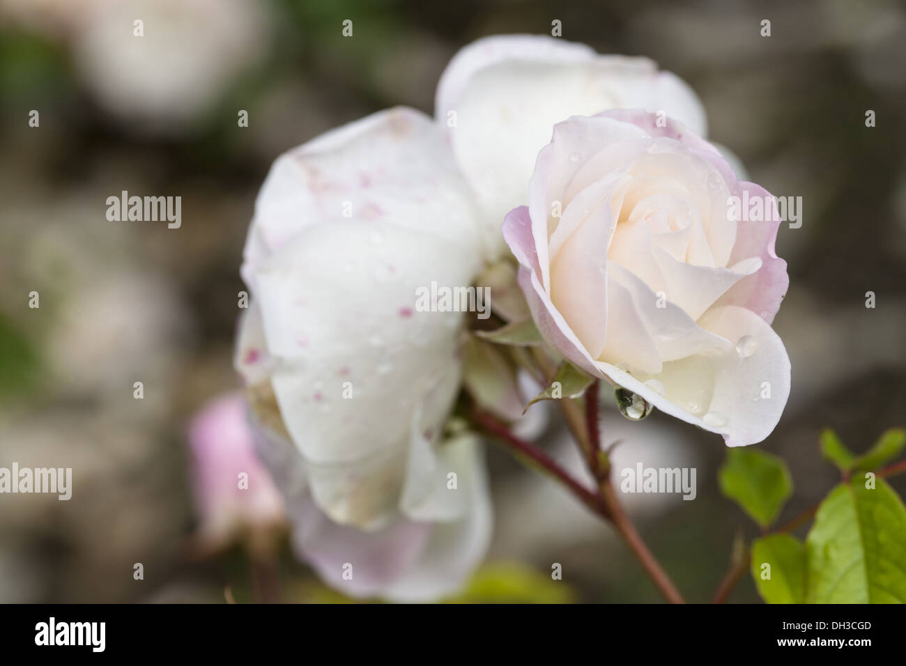 Rosiden rose hi-res stock photography and images - Alamy